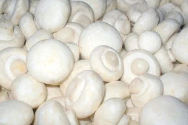 双孢菇如何种植，首次翻堆在建堆6天后