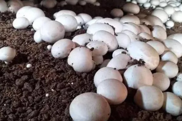 双孢菇如何种植，首次翻堆在建堆6天后