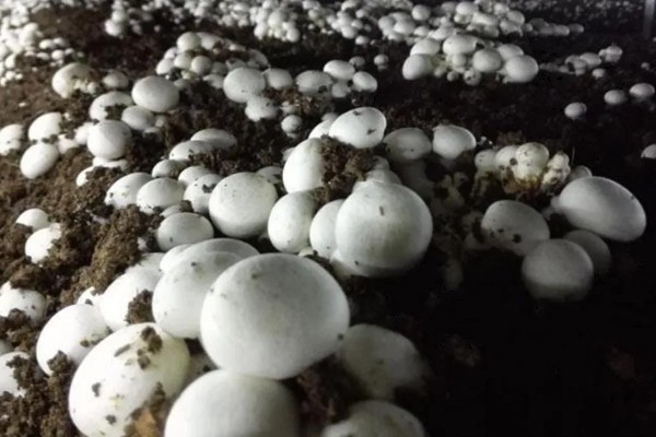 双孢菇如何种植，首次翻堆在建堆6天后