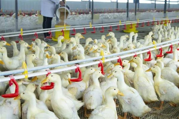 饲养肉鸭怎么搭配饲料,一般用玉米、菜饼、麸皮等材料去配制