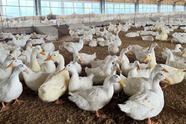 饲养肉鸭怎么搭配饲料,一般用玉米、菜饼、麸皮等材料去配制