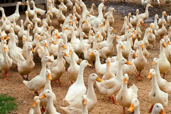 饲养肉鸭怎么搭配饲料,一般用玉米、菜饼、麸皮等材料去配制