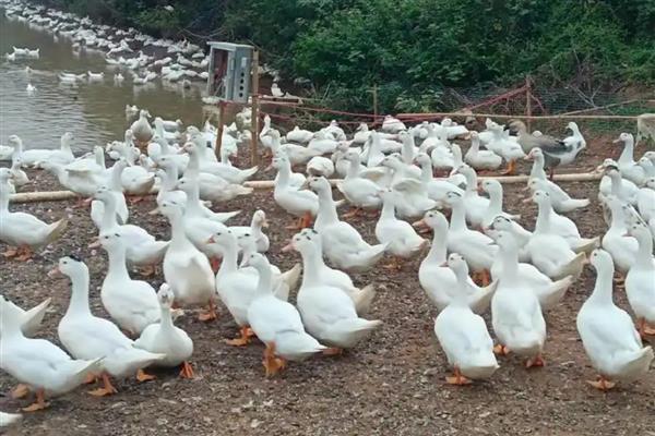饲养肉鸭怎么搭配饲料,一般用玉米、菜饼、麸皮等材料去配制