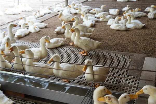 饲养肉鸭怎么搭配饲料,一般用玉米、菜饼、麸皮等材料去配制