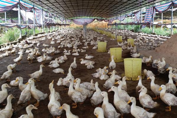 饲养肉鸭怎么搭配饲料,一般用玉米、菜饼、麸皮等材料去配制