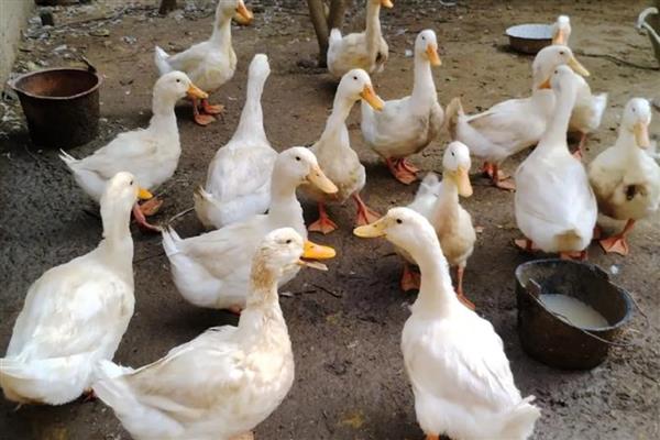 饲养肉鸭怎么搭配饲料,一般用玉米、菜饼、麸皮等材料去配制