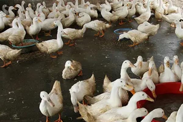 饲养肉鸭怎么搭配饲料,一般用玉米、菜饼、麸皮等材料去配制