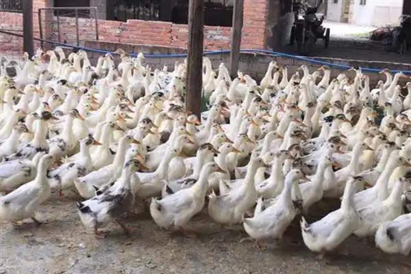 饲养肉鸭怎么搭配饲料,一般用玉米、菜饼、麸皮等材料去配制