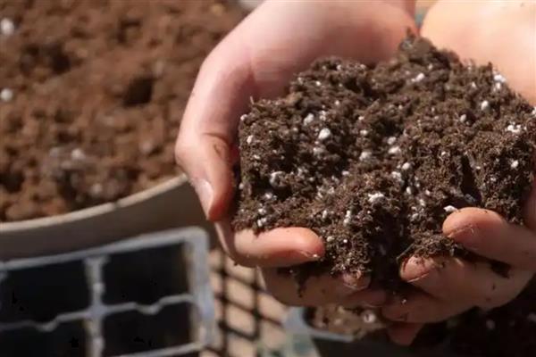 三角花的养殖技巧,生长季节还应及时追肥