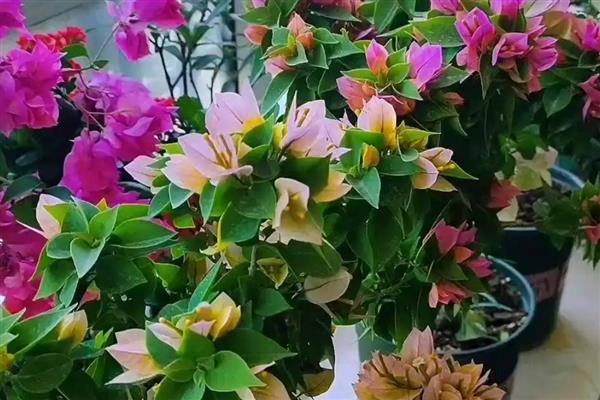 三角花的养殖技巧,生长季节还应及时追肥