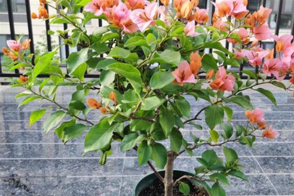 三角花的养殖技巧,生长季节还应及时追肥