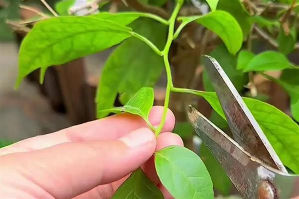 三角花的养殖技巧,生长季节还应及时追肥