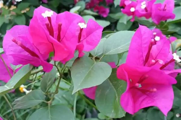 三角花的养殖技巧,生长季节还应及时追肥