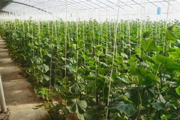 大棚黄瓜怎么选择地膜，冬季使用白地膜比较好