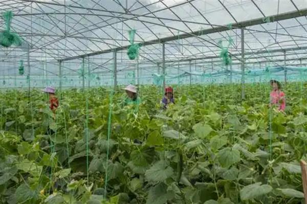 大棚黄瓜怎么选择地膜，冬季使用白地膜比较好