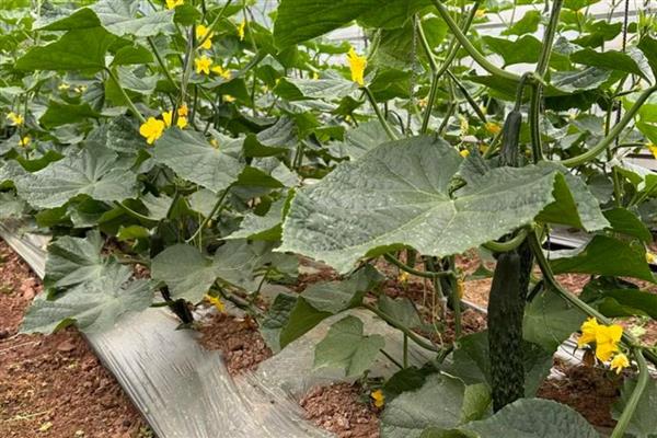 大棚黄瓜怎么选择地膜，冬季使用白地膜比较好