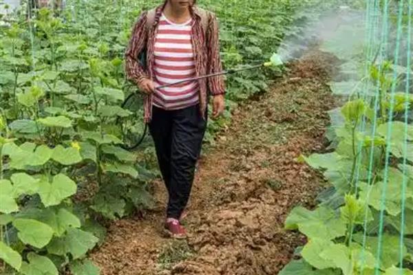 大棚黄瓜怎么选择地膜，冬季使用白地膜比较好