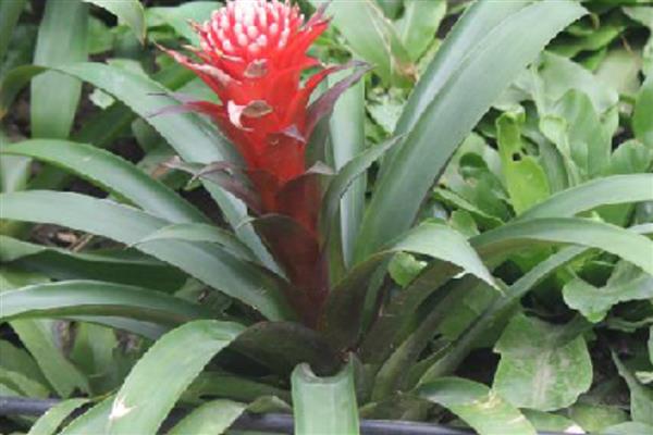 水塔花叶子发黄卷了怎么处理，将其放在凉爽通风的位置养护