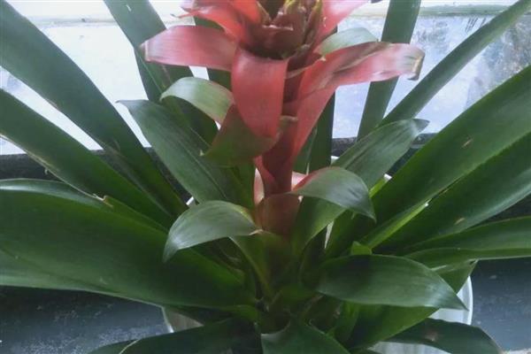 水塔花叶子发黄卷了怎么处理，将其放在凉爽通风的位置养护