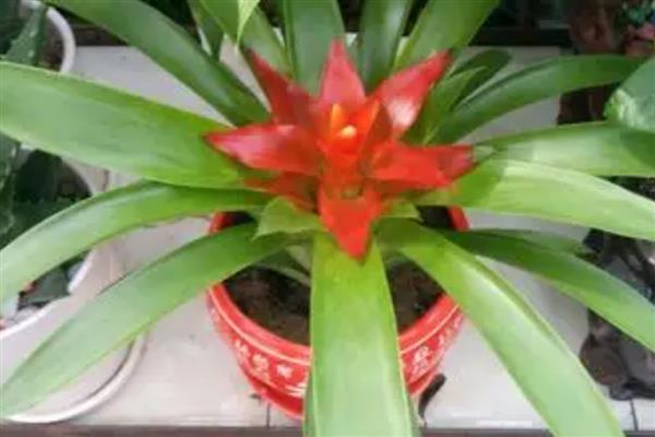 水塔花叶子发黄卷了怎么处理，将其放在凉爽通风的位置养护