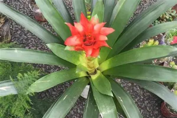 水塔花叶子发黄卷了怎么处理，将其放在凉爽通风的位置养护