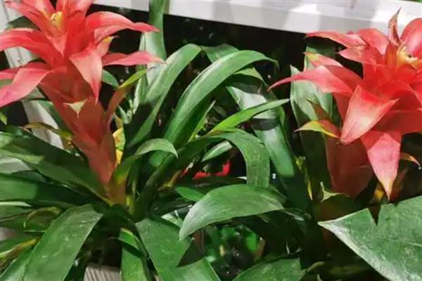 水塔花叶子发黄卷了怎么处理，将其放在凉爽通风的位置养护