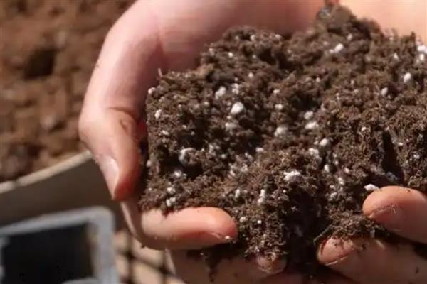 怎么盆栽姜荷花，选择砂质酸性土壤种植