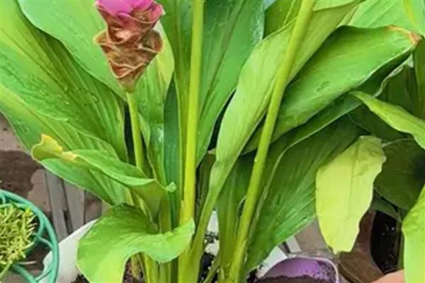 怎么盆栽姜荷花，选择砂质酸性土壤种植