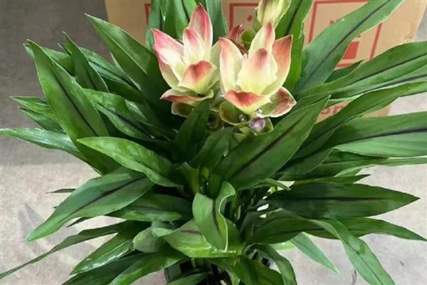 怎么盆栽姜荷花，选择砂质酸性土壤种植