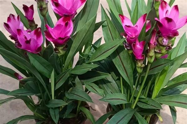 怎么盆栽姜荷花，选择砂质酸性土壤种植