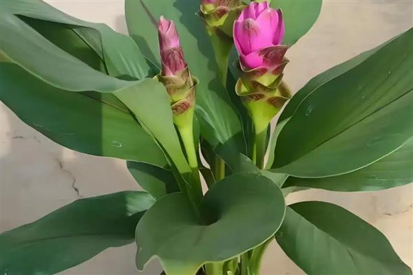 怎么盆栽姜荷花，选择砂质酸性土壤种植