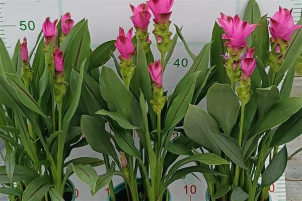 怎么盆栽姜荷花，选择砂质酸性土壤种植