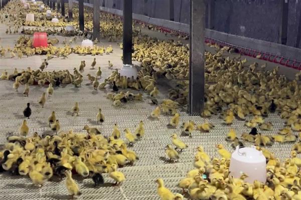 饲养肉鸭怎么搭配饲料,一般用玉米、菜饼、麸皮等材料去配制