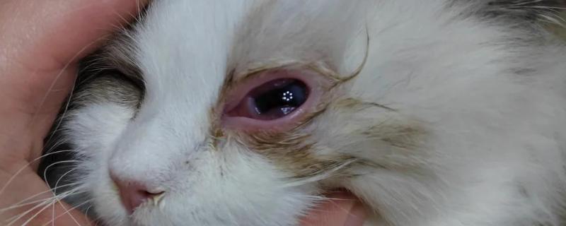 猫咪眼睛发炎怎么处理,可及时清洗眼睛