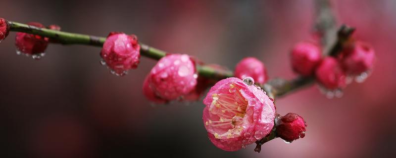 梅花的别称，别称为腊梅、春梅等