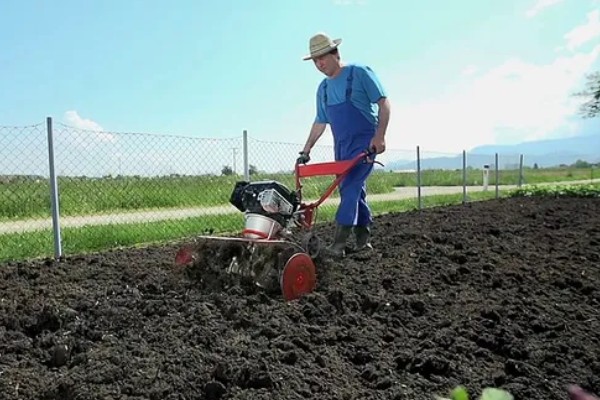 玉米怎么种植，每亩地栽培5000株左右