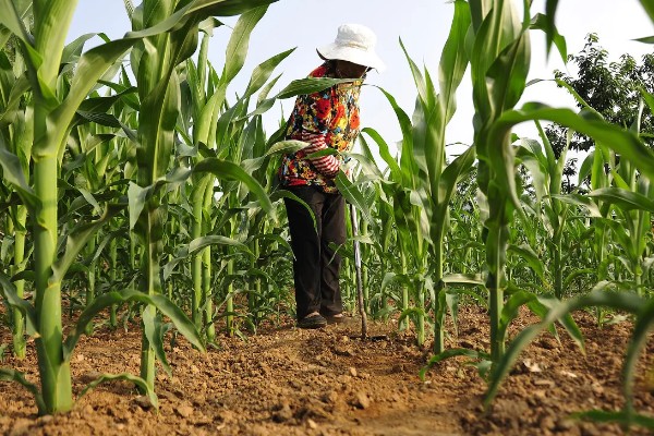 玉米怎么种植，每亩地栽培5000株左右