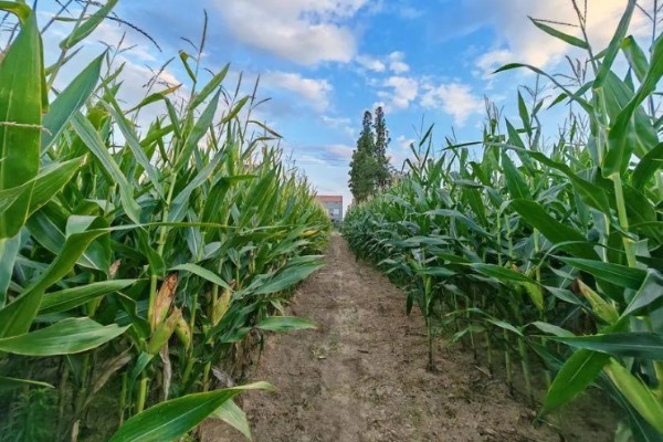 玉米怎么种植，每亩地栽培5000株左右