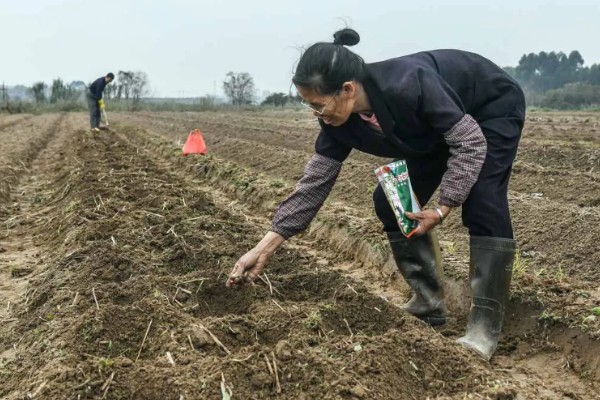 玉米怎么种植，每亩地栽培5000株左右