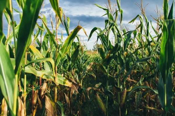 玉米怎么种植，每亩地栽培5000株左右