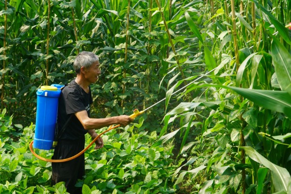 玉米怎么种植，每亩地栽培5000株左右