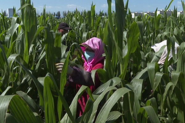 玉米怎么种植，每亩地栽培5000株左右