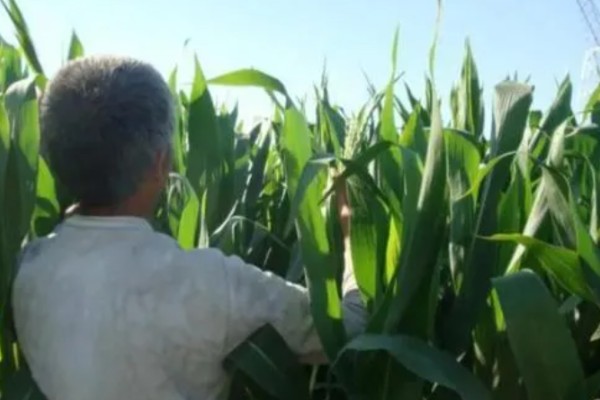 玉米怎么种植，每亩地栽培5000株左右