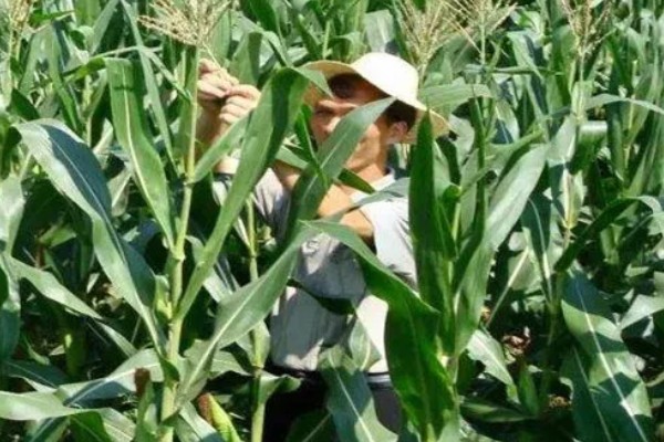 玉米怎么种植，每亩地栽培5000株左右