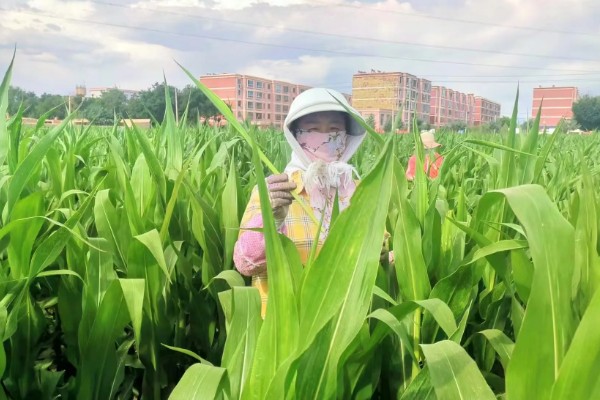 玉米怎么种植，每亩地栽培5000株左右