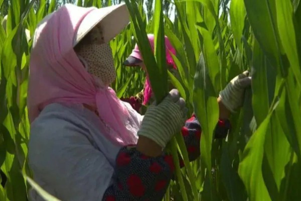 玉米怎么种植，每亩地栽培5000株左右