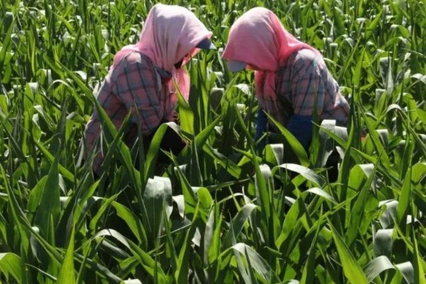 玉米怎么种植，每亩地栽培5000株左右