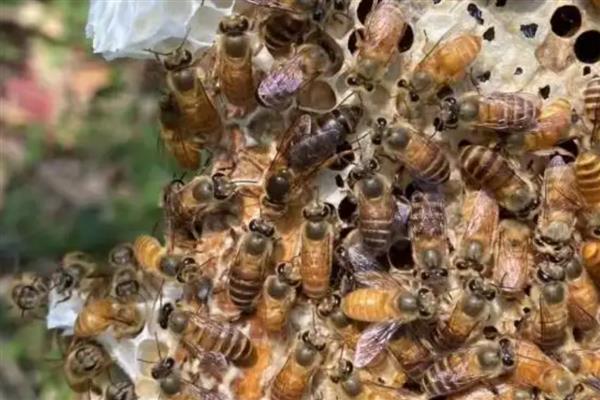 阿坝中蜂的优缺点，其分蜂性弱