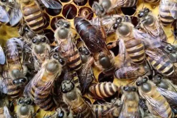 阿坝中蜂的优缺点，其分蜂性弱