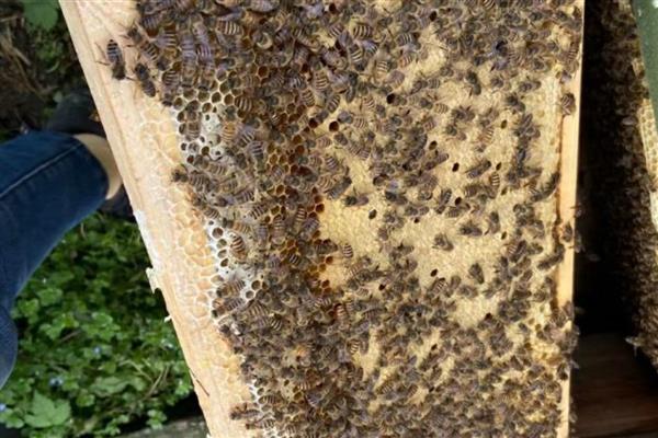 阿坝中蜂的优缺点，其分蜂性弱